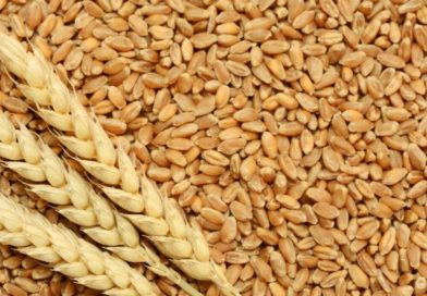 Световната банка помага на Египет и Тунис за пшеницата