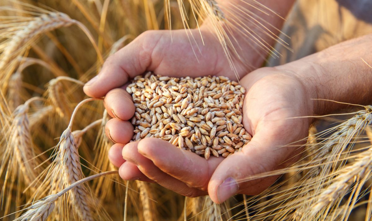 Голямо количество зърно е унищожено в Украйна