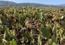 Сушата унищожава посевите с царевица и слънчоглед