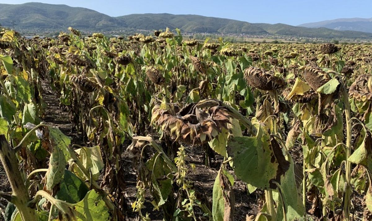 Сушата унищожава посевите с царевица и слънчоглед