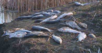 Еко катастрофа в язовира в село Окоп, 7 тона риба умря