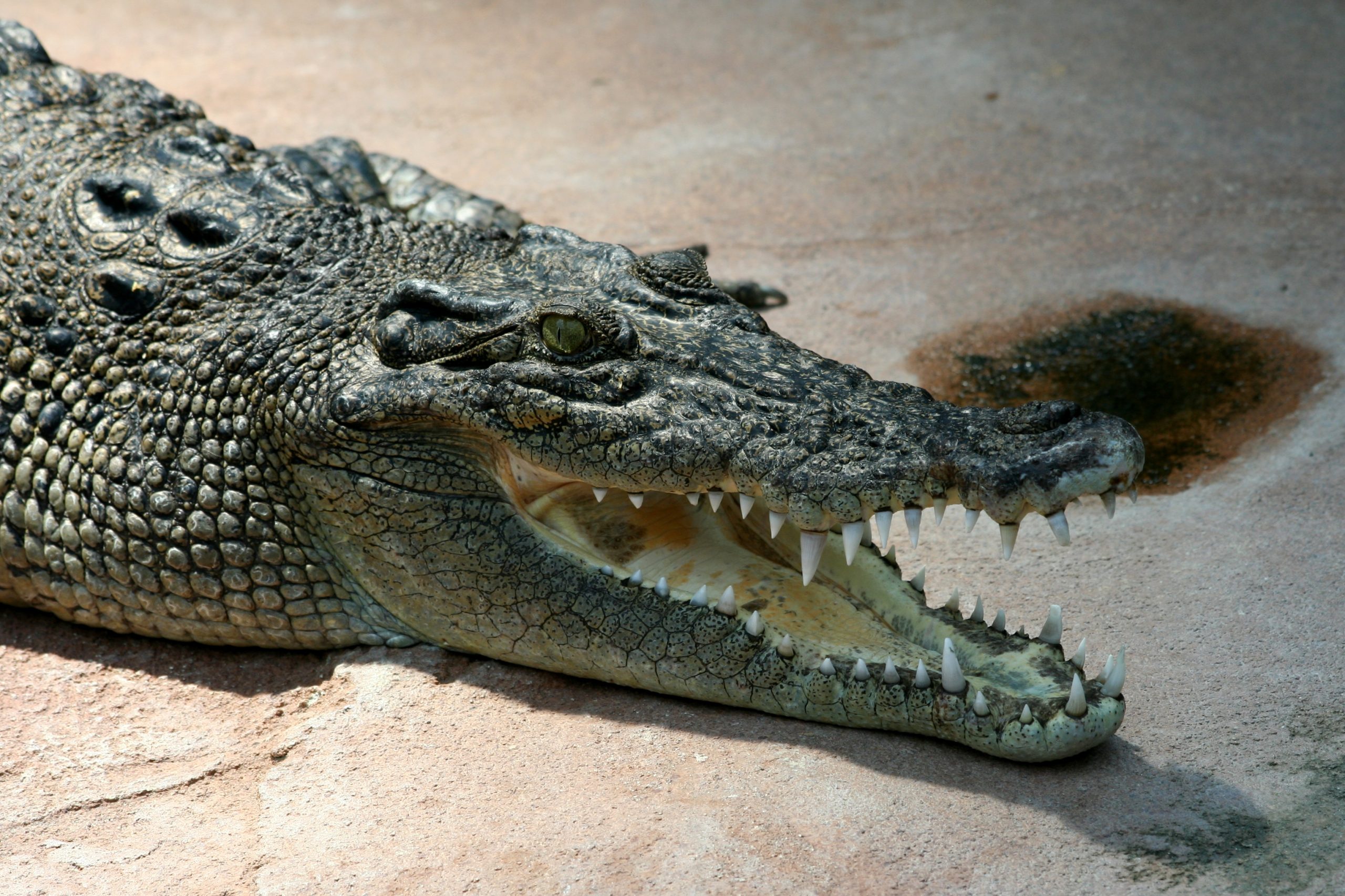 Крокодил отмъкна хладилна чанта от двойка по време на пикник в Южна Африка