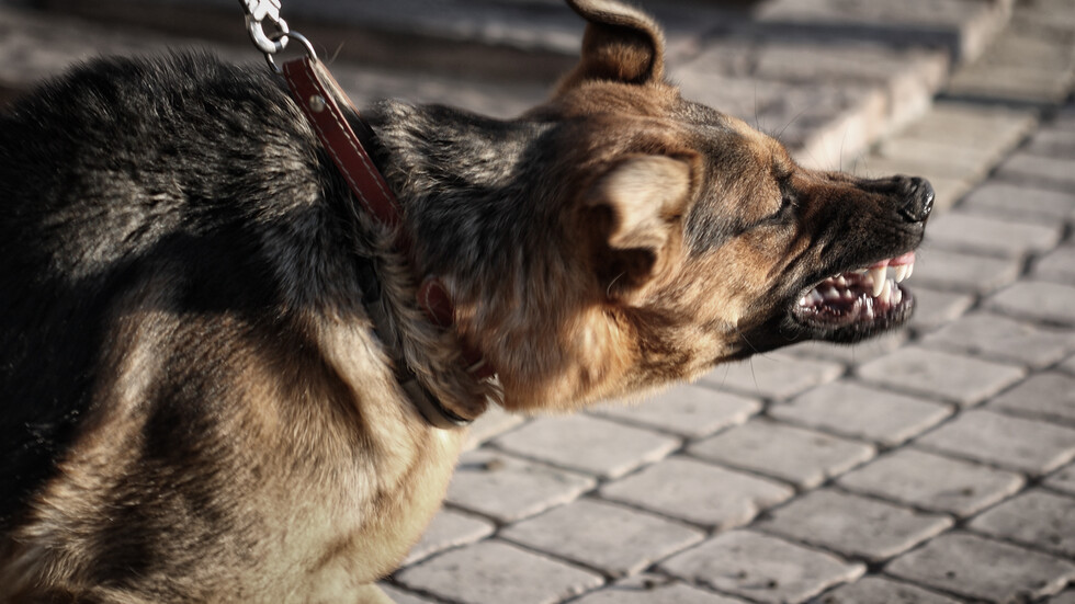 Кучетата, нахапали жена в Долна Оряховица до смърт, са ефтанизирани