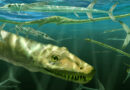 Откриха фосил на морски „дракон“, живял преди 240 милиона години
