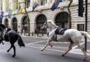 Кавалерийски коне галопираха свободно из Лондон
