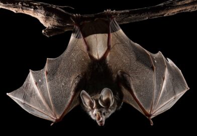bats