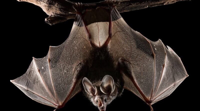 bats