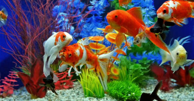 Подходящи риби за начинаещи акваристи – лесни за отглеждане видове aquarium with fish