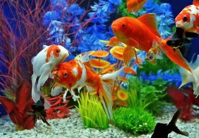 aquarium with fish