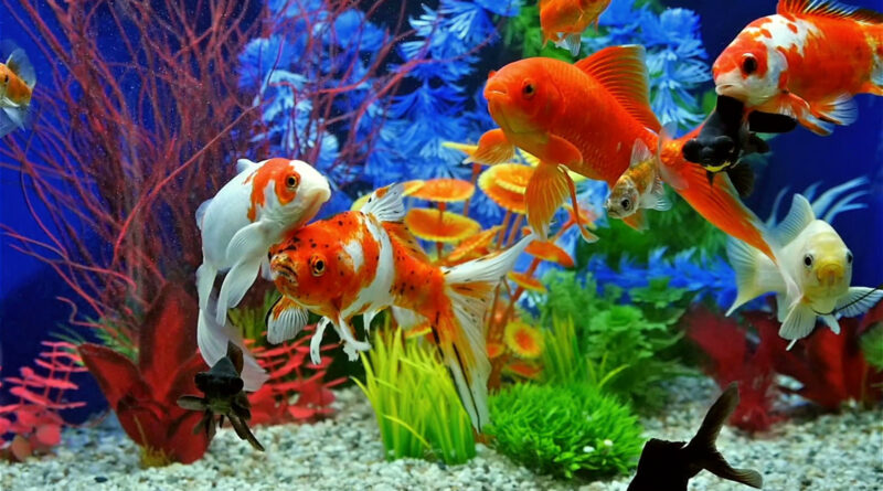 aquarium with fish