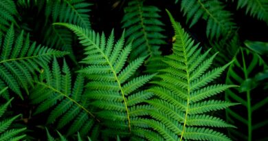 За първи път редкоземни елементи са получени от растение