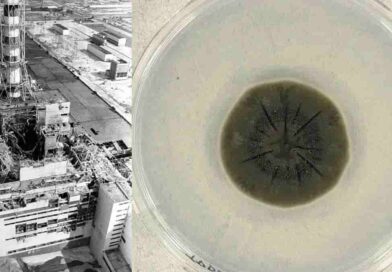 Черна гъба от Чернобил