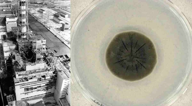 Черна гъба от Чернобил